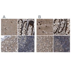 Invitrogen PPWD1 Polyclonal Antibody 100 &mu;L; Unconjugated:Antibodies,