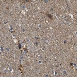 Invitrogen PPWD1 Polyclonal Antibody 100 &mu;L; Unconjugated:Antibodies,