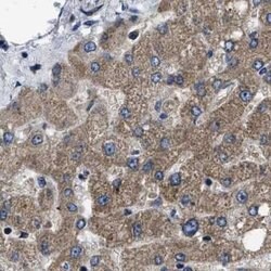 Invitrogen PPWD1 Polyclonal Antibody 100 &mu;L; Unconjugated:Antibodies,