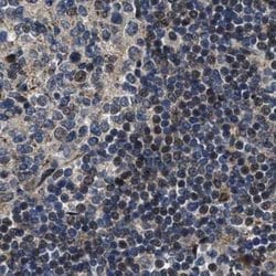 Invitrogen PPWD1 Polyclonal Antibody 100 &mu;L; Unconjugated:Antibodies,