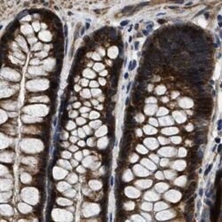 Invitrogen PPWD1 Polyclonal Antibody 100 &mu;L; Unconjugated:Antibodies,
