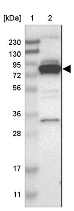 Invitrogen PPWD1 Polyclonal Antibody 100 &mu;L | Buy Online | Invitrogen&trade; | Fisher Scientific