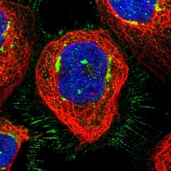 Invitrogen GCC1 Polyclonal Antibody 100 &mu;L; Unconjugated:Antibodies,