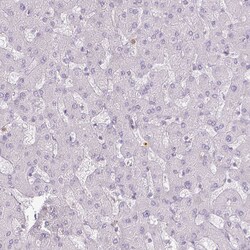 Invitrogen KCNH1 Polyclonal Antibody 100 &mu;L; Unconjugated:Antibodies,