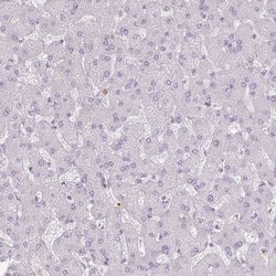 Invitrogen KCNH1 Polyclonal Antibody 100 &mu;L; Unconjugated:Antibodies,