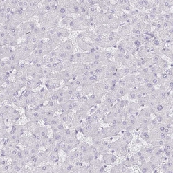 Invitrogen Defensin 6 Polyclonal Antibody 100 &mu;L; Unconjugated:Antibodies,