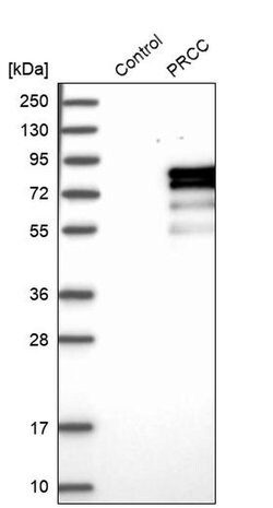 Invitrogen PRCC Polyclonal Antibody 100 &mu;L; Unconjugated:Antibodies,