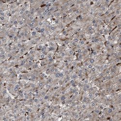 Invitrogen RFFL Polyclonal Antibody 100 &mu;L | Buy Online | Invitrogen&trade; | Fisher Scientific