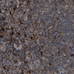 Invitrogen RFFL Polyclonal Antibody 100 &mu;L | Buy Online | Invitrogen&trade; | Fisher Scientific