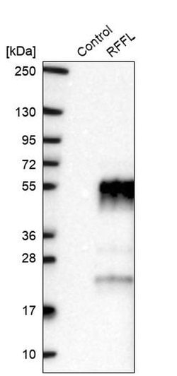 Invitrogen RFFL Polyclonal Antibody 100 &mu;L | Buy Online | Invitrogen&trade; | Fisher Scientific