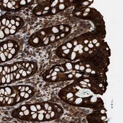 Invitrogen IQCE Polyclonal Antibody 100 &mu;L; Unconjugated:Antibodies,