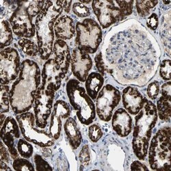 Invitrogen HIBADH Polyclonal Antibody 100 &mu;L; Unconjugated:Antibodies,
