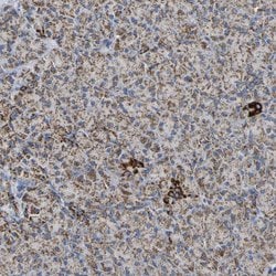 Invitrogen HIBADH Polyclonal Antibody 100 &mu;L; Unconjugated:Antibodies,