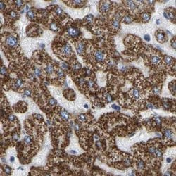 Invitrogen HIBADH Polyclonal Antibody 100 &mu;L; Unconjugated:Antibodies,