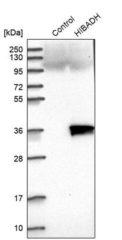 Invitrogen HIBADH Polyclonal Antibody 100 &mu;L; Unconjugated:Antibodies,