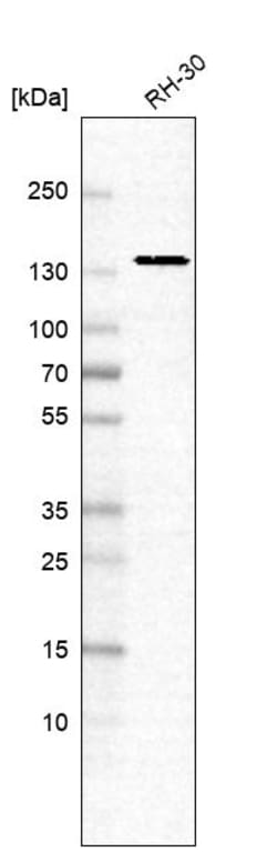 Invitrogen ERC1 Polyclonal Antibody 100 &mu;L; Unconjugated:Antibodies,