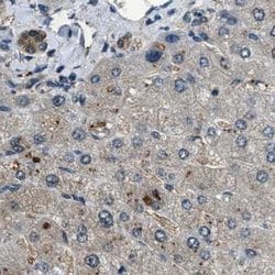 Invitrogen NUDCD3 Polyclonal Antibody 100 &mu;L; Unconjugated:Antibodies,