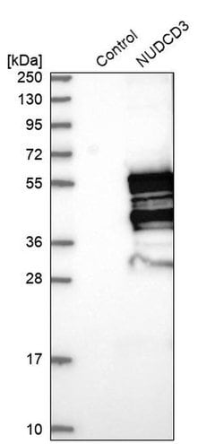 Invitrogen NUDCD3 Polyclonal Antibody 100 &mu;L; Unconjugated:Antibodies,