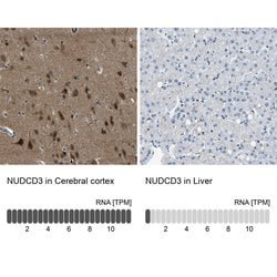 Invitrogen NUDCD3 Polyclonal Antibody 100 &mu;L; Unconjugated:Antibodies,