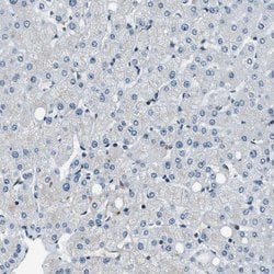 Invitrogen NUDCD3 Polyclonal Antibody 100 &mu;L; Unconjugated:Antibodies,