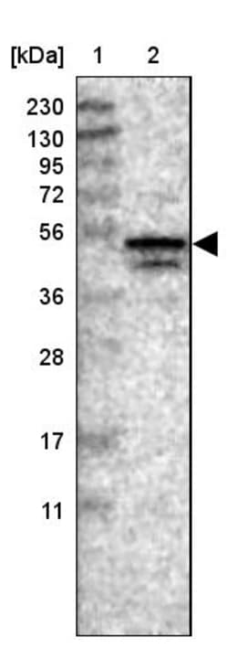 Invitrogen NUDCD3 Polyclonal Antibody 100 &mu;L; Unconjugated:Antibodies,