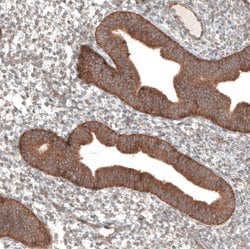 Invitrogen PER3 Polyclonal Antibody 100 &mu;L; Unconjugated:Antibodies,