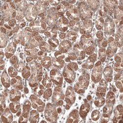 Invitrogen PER3 Polyclonal Antibody 100 &mu;L; Unconjugated:Antibodies,