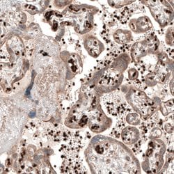 Invitrogen PER3 Polyclonal Antibody 100 &mu;L; Unconjugated:Antibodies,
