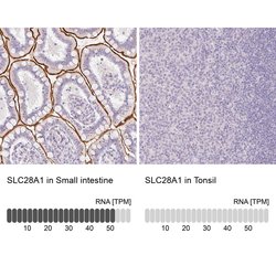 Invitrogen SLC28A1 Polyclonal Antibody 100 &mu;L; Unconjugated:Antibodies,