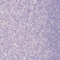 Invitrogen SLC28A1 Polyclonal Antibody 100 &mu;L; Unconjugated:Antibodies,