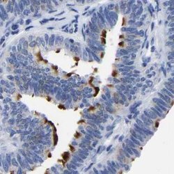 Invitrogen Annexin A13 Polyclonal Antibody 100 &mu;L; Unconjugated:Antibodies,