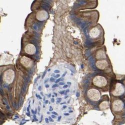 Invitrogen Annexin A13 Polyclonal Antibody 100 &mu;L; Unconjugated:Antibodies,