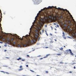 Invitrogen Annexin A13 Polyclonal Antibody 100 &mu;L; Unconjugated:Antibodies,