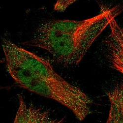Invitrogen SLC35F1 Polyclonal Antibody 100 &mu;L; Unconjugated:Antibodies,