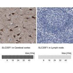 Invitrogen SLC35F1 Polyclonal Antibody 100 &mu;L; Unconjugated:Antibodies,