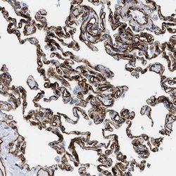 Invitrogen FAM18B Polyclonal Antibody 100 &mu;L | Buy Online | Invitrogen&trade; | Fisher Scientific