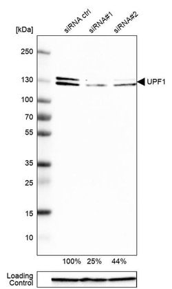 Invitrogen UPF1 Polyclonal Antibody 100 &mu;L; Unconjugated:Antibodies,