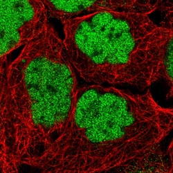 Invitrogen MIER1 Polyclonal Antibody 100 &mu;L; Unconjugated:Antibodies,