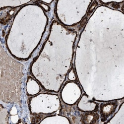 Invitrogen SELM Polyclonal Antibody 100 &mu;L; Unconjugated:Antibodies,