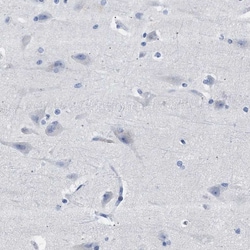 Invitrogen HEMGN Polyclonal Antibody 100 &mu;L; Unconjugated:Antibodies,