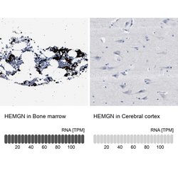 Invitrogen HEMGN Polyclonal Antibody 100 &mu;L; Unconjugated:Antibodies,