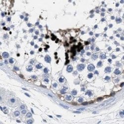 Invitrogen HEMGN Polyclonal Antibody 100 &mu;L; Unconjugated:Antibodies,