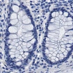 Invitrogen HEMGN Polyclonal Antibody 100 &mu;L; Unconjugated:Antibodies,