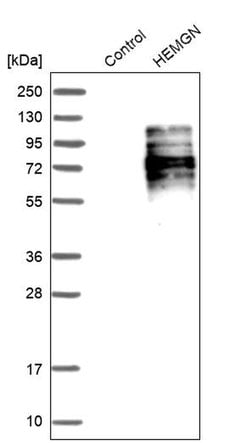 Invitrogen HEMGN Polyclonal Antibody 100 &mu;L; Unconjugated:Antibodies,