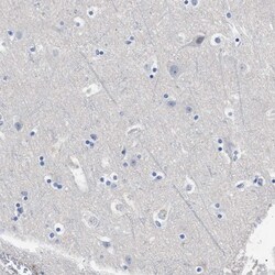 Invitrogen HEMGN Polyclonal Antibody 100 &mu;L; Unconjugated:Anticorps,