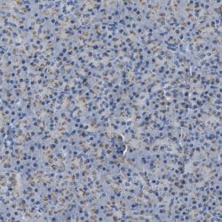 Invitrogen CANT1 Polyclonal Antibody 100 μL; Unconjugated:Antibodies,