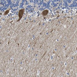 ATG2B Rabbit anti-Human, Polyclonal, Invitrogen 100 &mu;L; Unconjugated:Antibodies,
