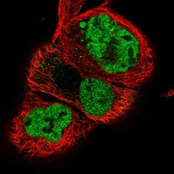 Invitrogen NPAS2 Polyclonal Antibody 100 &mu;L; Unconjugated:Antibodies,