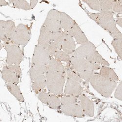 Invitrogen NPAS2 Polyclonal Antibody 100 &mu;L; Unconjugated:Antibodies,