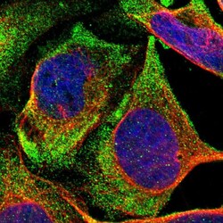 Invitrogen NOV Polyclonal Antibody 100 &mu;L; Unconjugated:Antibodies,